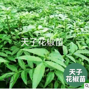 苗木基地直銷九葉青花椒樹苗 果桑苗 果樹苗