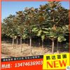 苗圃直銷 優(yōu)質(zhì) 廣玉蘭 廣玉蘭苗供應(yīng)各種工程苗木 花卉