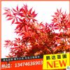 苗圃直銷日本紅楓樹美國(guó)紅楓盆栽花卉 綠化苗木 風(fēng)景樹苗木批發(fā)