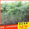 苗圃直銷供應(yīng) 綠化植物工程園林苗木綠化常綠喬木 香樟樹
