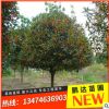 桂花樹批發(fā)桂花樹 桂花行道樹 園林苗木 綠化喬木