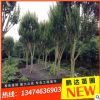 紫薇樹批發(fā)庭院 風(fēng)景樹 百日紅 綠化苗木 紫薇樹