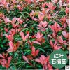 重慶刁月祥大量批發(fā)紅葉石楠苗基地直供綠化植物園林種植