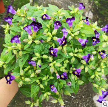 夏堇苗夏瑾花陽臺花卉盆栽帶花苞發(fā)貨耐曬植物趣味美觀蘭豬兒花苗