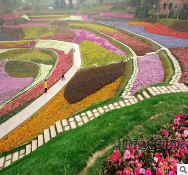 野花種子組合草花種子滿天星太陽花波斯菊種子格桑花二月蘭百日草