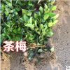 茶梅樹苗庭院園林綠化苗木樹苗花園植物四季常綠園林色塊苗工程苗