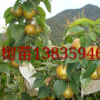 梨樹苗