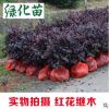 紅花繼木樹苗四季常青 庭院綠化苗木紅花檵木樹苗籬笆苗花木植物