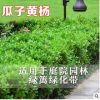小葉黃楊樹苗瓜子黃楊法國冬青苗金邊黃楊庭院籬笆樹苗