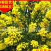 銀葉金合歡批發 地苗袋苗移植苗 規格齊全