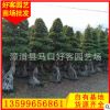 小葉榕樁價格 小葉榕盆景 樁頭榕樹 福建基地直銷h100-400cm