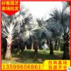霸王棕基地直銷 低價批發 多規格供應 景觀供應綠化
