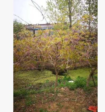 紫藤苗木 多花紫藤花苗 批發花卉苗攀援爬藤植物圍墻盆栽紫藤蘿