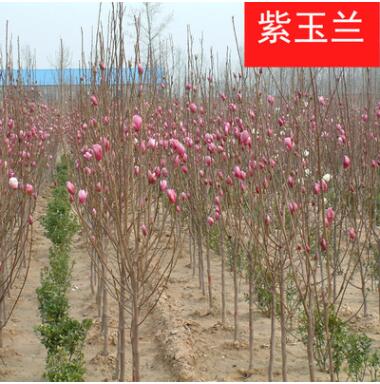 玉蘭樹苗 廣玉蘭苗 紅玉蘭小苗 黃玉蘭小苗 玉蘭苗圃基地