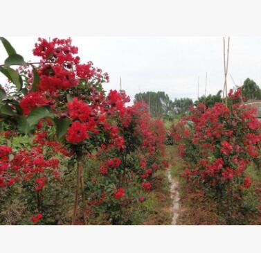 紫薇花苗 紅花紫薇樹苗 紅火箭紫薇苗紅葉紫薇樹苗基地百日紅紫薇