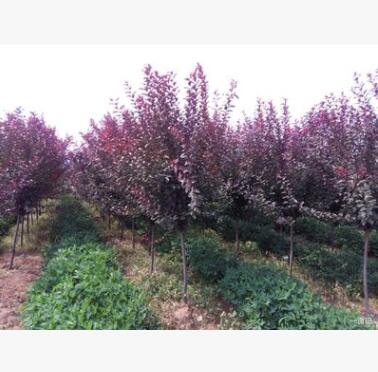紫葉李樹苗 紅葉李苗 彩色樹種 李子樹苗 綠化苗木基地 園林苗圃