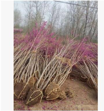 紫荊樹苗 宮粉紫荊苗 大量綠化苗苗圃基地巨紫荊苗木綠化樹