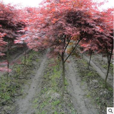 紅楓樹苗 美國紅楓苗 日本紅楓小苗 中國紅紅楓苗圃基地