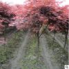 紅楓樹苗 美國紅楓苗 日本紅楓小苗 中國紅紅楓苗圃基地