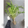 云南黃馨 黃馨小毛球 色塊 毛球 地被 灌木 喬木類(lèi) 優(yōu)質(zhì) 精品苗