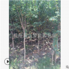 基地直銷(xiāo) 優(yōu)質(zhì) 紫薇 百日紅 品種齊全 蕭山 苗木 喬木 灌木 園林