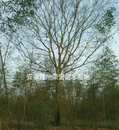 供應(yīng)樸樹、叢生樸樹、黃連木、三角楓、蒙古櫟