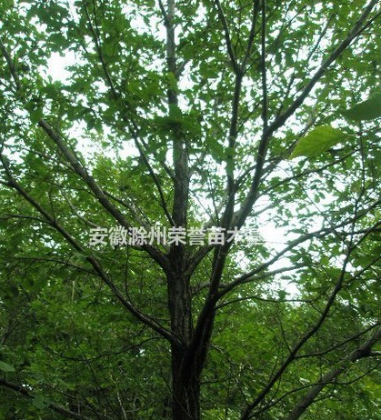 滁州叢生蒙古櫟