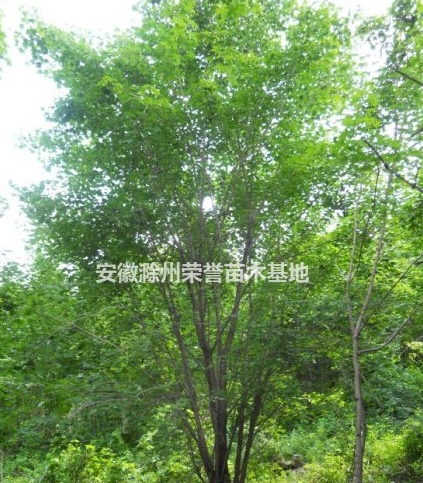 安徽蒙古櫟、滁州蒙古櫟供應(yīng)