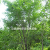 安徽蒙古櫟、滁州蒙古櫟供應(yīng)