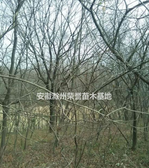 供應(yīng)黃連木、滁州黃連木報價