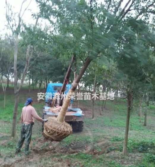 滁州三角楓，三角楓價格