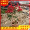 大紅三角梅 四季開花 中國紅 三角梅盆栽大量供應(yīng)