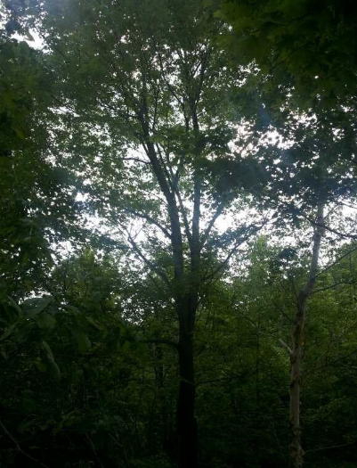 QQ截圖20190929092711