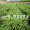 龜甲冬青 土球好 冠幅好 花灌木 地被 球類(lèi) 色塊類(lèi) 綠化苗木 園林