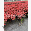 火焰南天竹 大小 都有 品種 規(guī)格 齊全 園林 綠化 景觀(guān) 樹(shù)木 直銷(xiāo)
