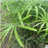 旱傘草 花鏡 濕地 公園 水生 地被 色塊 喬木類(lèi) 品種 規(guī)格 齊全