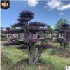 紅花繼木造型樁 精品樹(shù) 移栽苗 根系旺 成活率高