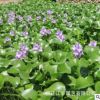 水生植物水芙蓉水葫蘆凈化水質水體池塘造景