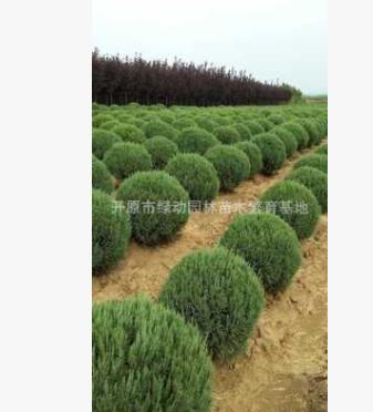 供應(yīng)偃柏球 優(yōu)質(zhì)偃柏球批發(fā) 偃柏球基地