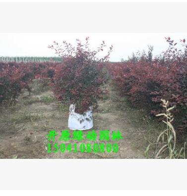 供應(yīng)紅葉李 紅葉李球 紅葉李容器苗 紅葉李美植袋苗 密枝紅葉李球