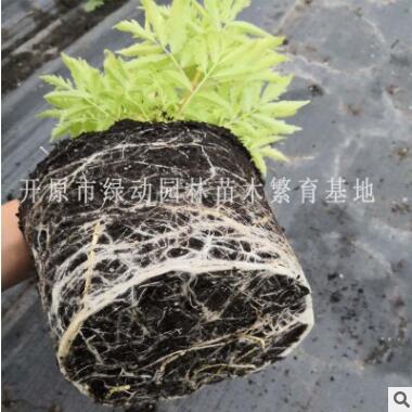 供應(yīng)金葉接骨木 金葉接骨木價(jià)格 金葉接骨木 金葉接骨木扦插苗