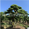 榆樹(shù)樁 精品 造型 綠化 工程 庭院 花卉 蕭山 苗木 苗圃 直銷(xiāo)
