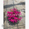 矮牽牛 精品 優(yōu)質(zhì) 花卉 庭院 成活率 高 園藝 綠化 直 銷(xiāo) 量多
