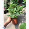 無(wú)盡夏繡球 八仙花 精品 優(yōu)質(zhì)苗 城市行道樹(shù) 根系旺 蕭山 苗木