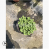 碰碰香 品種 規(guī)格 齊全 蕭山 園林 綠化 工程用苗 直銷(xiāo) 成活率高