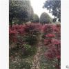 成都澄昊園林出售精品紅楓樹1-20公分