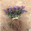 紅花繼木 千插苗 床苗 根系 發(fā)達(dá) 苗壯 成活率 高 品種 規(guī)格 齊全