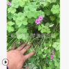 紅花醡漿草 紫葉 高度1-20公分 優(yōu)質(zhì)苗 成活 高 園林 綠化 苗圃