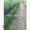 蔥 蘭 紅花 白花都有 左右 規(guī)格 品種 齊全 蕭山 苗木 直銷