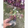 紫葉炸醬草 杯苗 袋苗  品種 規(guī)格 齊全 優(yōu)質(zhì) 精品苗